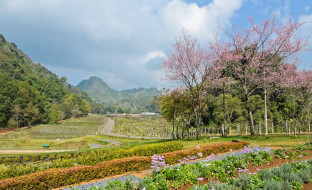 Beautiful garden scence in Chiang Mai, Thailandの写真素材