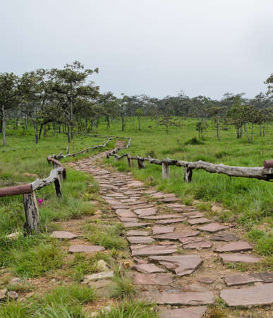 Stone pathway in Siam Tulip field, Thailand