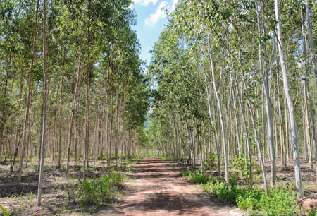 Eucalyptus plantation in Thailandの写真素材
