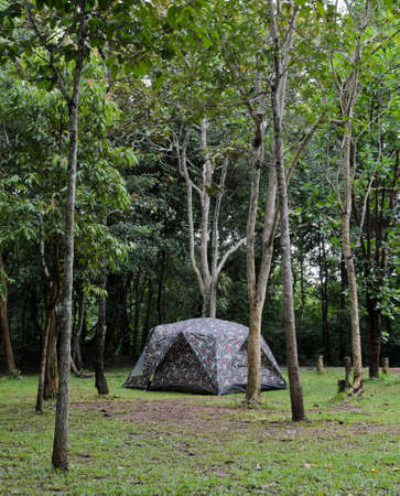 Camping tents in dipterocarp forest, Thailandの写真素材