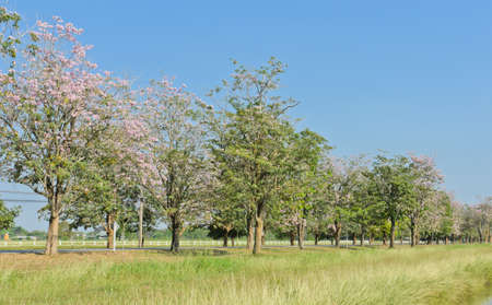 Scenery green field with pink trumpet blossom