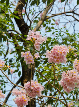 Pink trumpet or pink Tabebuia blossom の写真素材