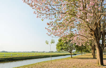 Scenery green field with pink trumpet blossom
