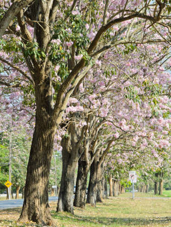 Row of pink trumpet blossomの写真素材