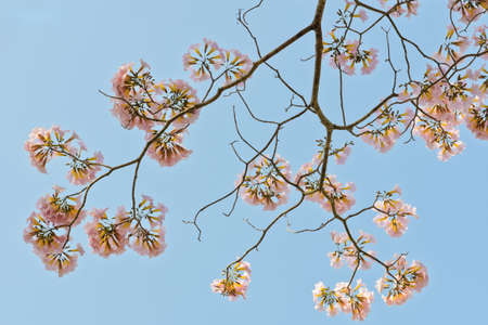 Pink trumpet or Tatebuia blossom in blue sky 