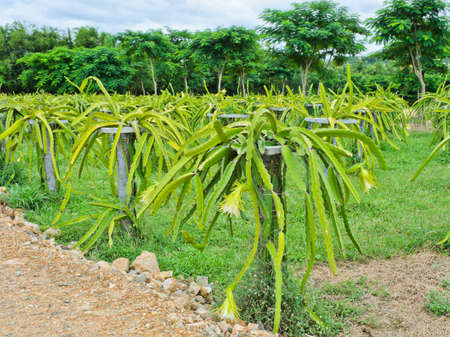 Dragon fruit or Pitaya plantation in Thailandの写真素材