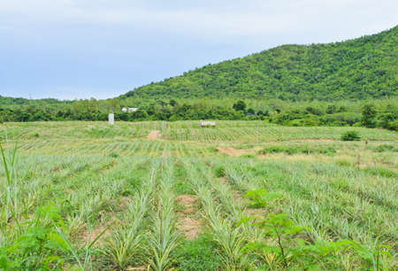 Pineapple plantation in hilly terrain,  Thailandの写真素材