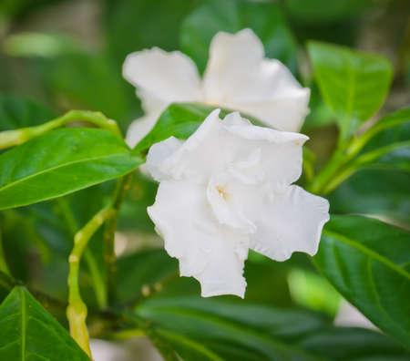 Gardenia jasminoides flowerの写真素材