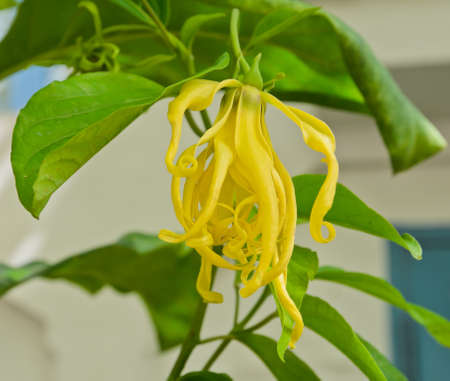 Ylang-Ylang Flower or Cananga odorata, Thailandの写真素材