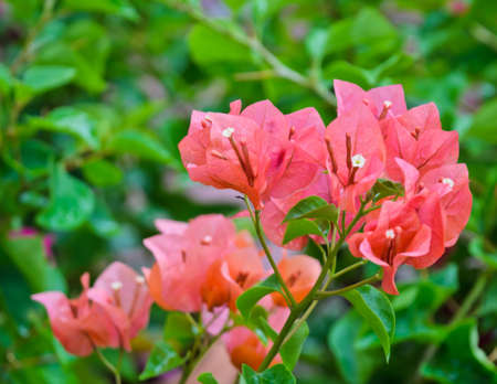 Bougainvillea flower in bloomの写真素材