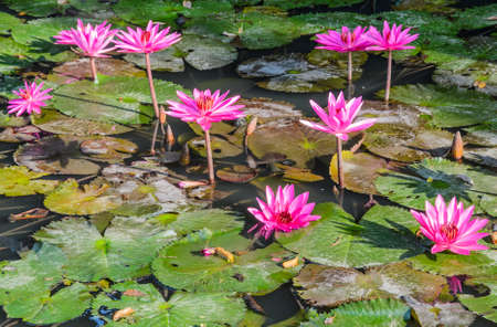 Pink water lily flower in bloom