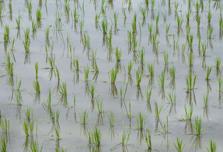 Rice plantationの写真素材