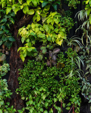 Vertical garden wallの写真素材