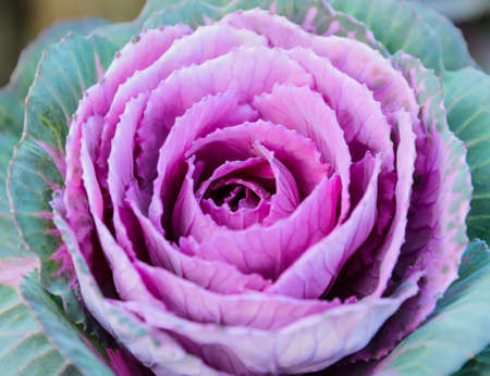 Purple ornamental cabbageの写真素材