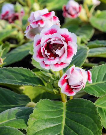 Red Gloxinia flowerの写真素材