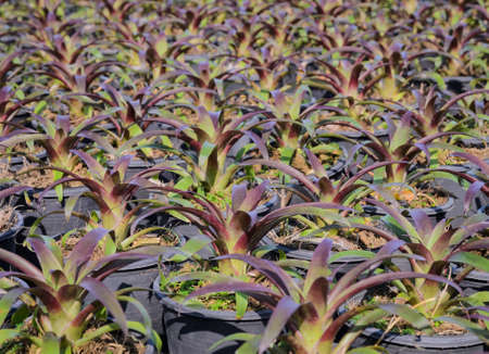 Bromeliad plants in the gardenの写真素材