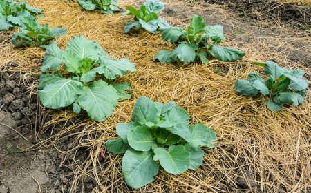 Green cabbage plantation