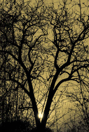 Sunset with silhouette tree