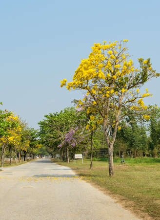 Beautiful road with yellow Tabebuia Argentea blossomの写真素材