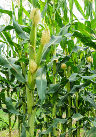 Corn fruit on its tree