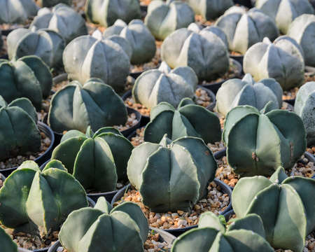 Astrophytum myriostigma or Bishop s Cap Cactus in a nursery  の写真素材