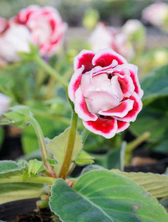Red Gloxinia flowerの写真素材