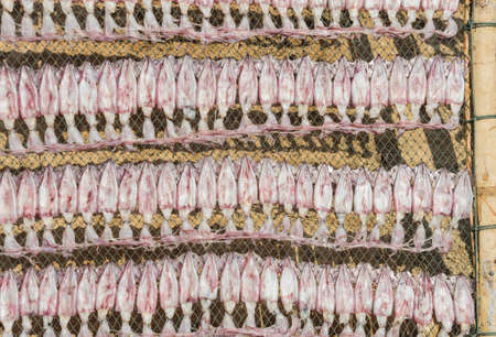 Sun dried squid の写真素材