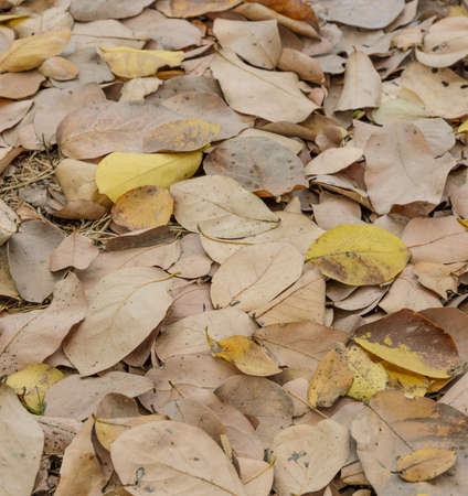 Dried leaves backgroundの写真素材