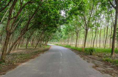 Rubber tree tunnel on the roadの写真素材