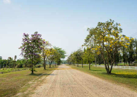 Beautiful flower blossom road 
