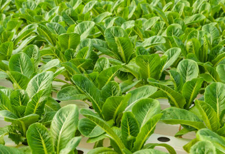 Romaine lettuce plantation in Hydroponics system