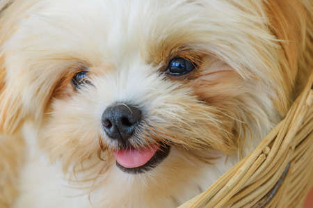 Cute Shih Tzu puppy in the wicker basketの写真素材