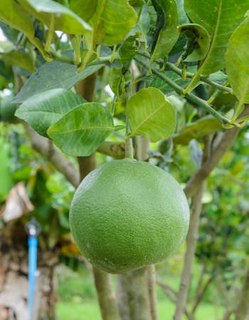 Pomelo fruit on its treeの写真素材