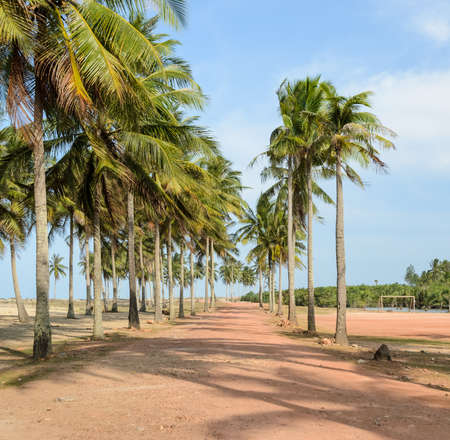 Trail to the tropical beach with coconut trees の写真素材