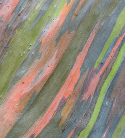 Colorful abstract pattern of Eucalyptus deglupta tree barkの写真素材