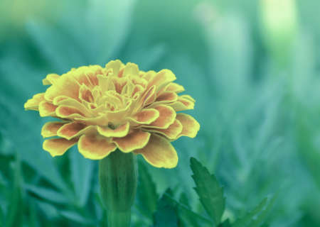 French marigold flower in soft backgroundの写真素材
