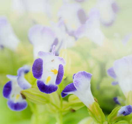 Wishbone flower in soft backgroundの写真素材