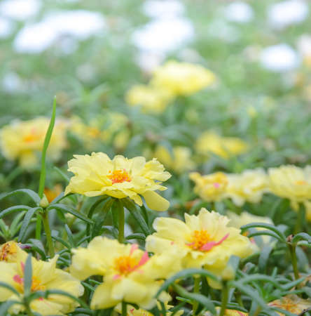 Yellow Portulaca or Purslane flower in the gardenの写真素材