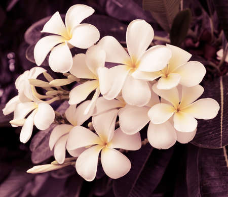 White Plumeria flowerの写真素材