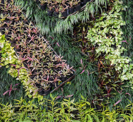 Beautiful decorative foliage garden wall