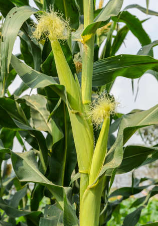 Corn fruit on its tree