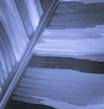 Abstract background of banana leaf textureの写真素材