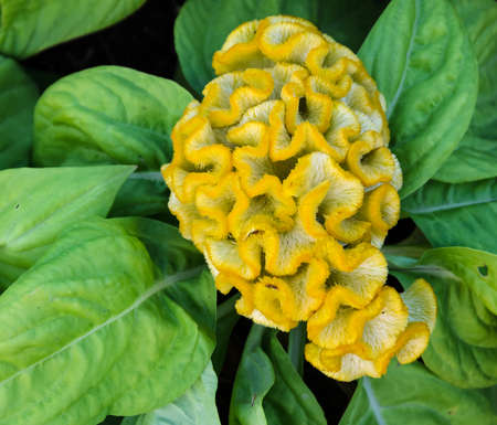 Yellow Cockscomb flower or Celosia cristataの写真素材