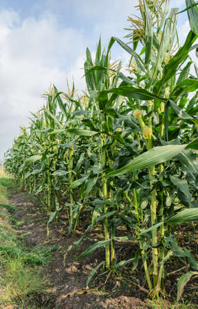 Corn field in Thailand