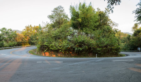 Green forest winding curve road
