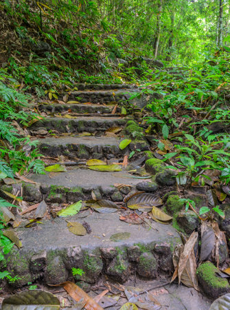 Hiking trail through the forest, Thailand