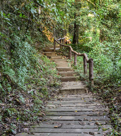 Stairway in the Deciduous forest, Thailand