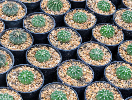 Cactus plants in a nursery