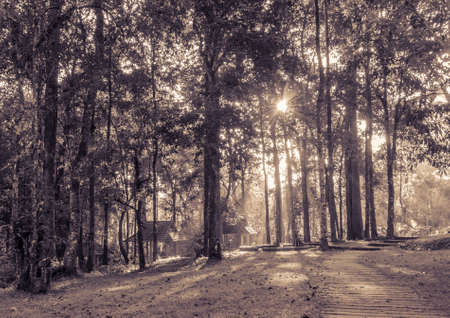 Deciduous forest with sun beams in Chiang Mai, Thailandの写真素材