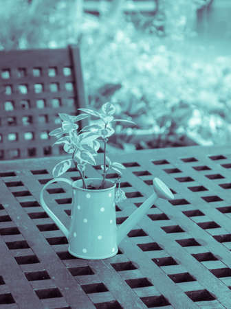 Green plant in watering can on wooden tableの写真素材